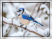 Gałąź, Modrosójka, Ośnieżona