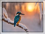 Zimorodek, Ptak, Śnieg, Gałąź