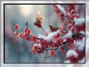 Gałązka, Zielono-czerwone, Ptaki, Kwiaty, Grafika AI, Czerwone, Śnieg