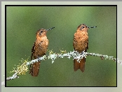 Gałązka, Iskrzyki płomienne, Ptaki, Dwa, Kolibry