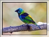 Gałązka, Szkarłatny, Ptak, Kolorowy, Tanager