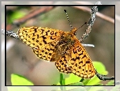 Gałązka, Motyl