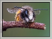 Gałązka, Powiększenie, Pszczoła, Makro