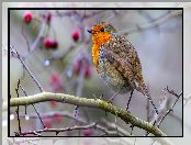 Gałązka, Ptak, Rudzik