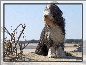 Gałązki, Owczarek staroangielski bobtail, Plaża