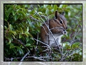 Chipmunk, Gałązki, Drzewa