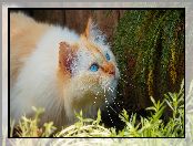 Kot, Niebieskooki, Rośliny, Gałązki