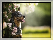 Kwiaty, Gałązki, Australian cattle dog, Pies, Mordka