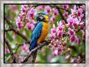 Ara, Storczyki, Kwiaty, Gałązki, Papuga, Niebiesko-żółta