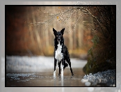 Gałązki, Drzewa, Border collie, Pies, Rzeka