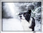 Gałązki, Śnieg, Border collie, Pies, Zima