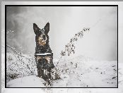 Rośliny, Gałązki, Zima, Australian cattle dog, Śnieg