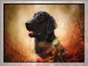 Gałęzie, Pies, Flat coated retriever