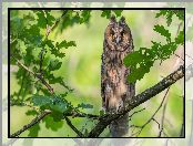 Uszatka zwyczajna, Dąb, Gałęzie, Liście, Ptak, Sowa
