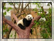 Gałęzie, Panda, Drzewa, Niedźwiadek