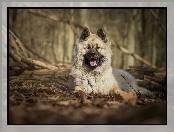 Gałęzie, Szpic eurasier, Las