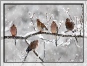 Gałęzie, Zima, Gołębie, Ptaki, Śnieg, Drzewo