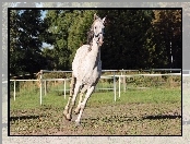 Galop, Padok, Klacz, Koń, Siwa