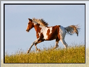 Galop, Niebo, Koń, Łąka