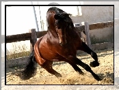 Galop, Piach, Koń, Maneż