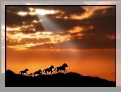Galop, Zachód Słońca, Konie, Chmury