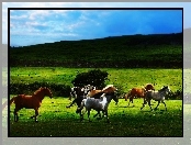 Galop, Wzgórze, Konie, Pastwisko