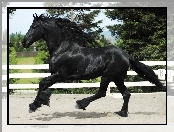 Galop, Zagroda, Czarny, Piękny, Koń