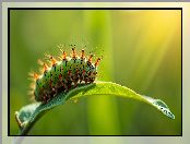 Liść, Zielono-pomarańczowa, Gąsienica