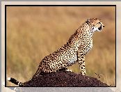 Gepard