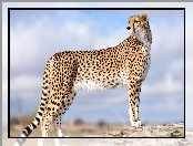 Gepard