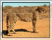 Sawanna, Gepard