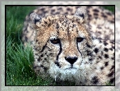 Gepard, Trawa