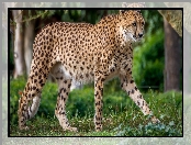 Gepard, Trawa