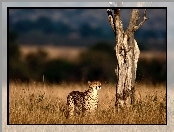 Gepardy