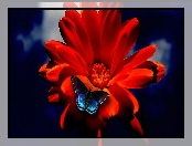 Motyl, Gerbera, Niebieski