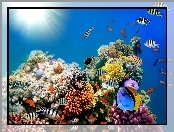 Głębiny Morskie, Kolorowe, Rafa Koralowa, Ryby