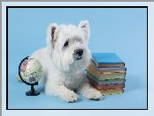 Tło, West highland white terrier, Pies, Książki, Niebieskie, Biały, Globus