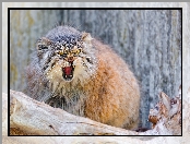 Głodny, Manul