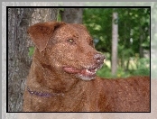 Głowa, Chesapeake Bay retrievera