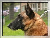 Głowa, Owczarka belgijskiego Malinois