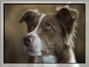 Głowa, Pies, Border collie