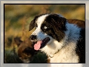 Głowa, Język, Border collie, Pysk