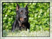 Głowa, Owczarka francuskiego Beaucerona