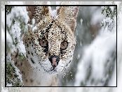 Serwal, Głowa, Grafika AI, Zima