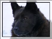 głowa, Schipperke