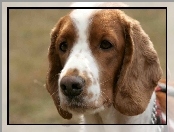 głowa, Springer spaniel walijski