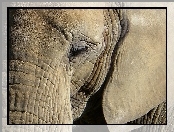 Uszy, Głowa, Słonia