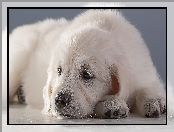 Golden retriever, Biały, Szczeniak