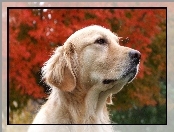 Biszkoptowy, Golden Retriever