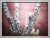 Brzoza, Golden retriever
